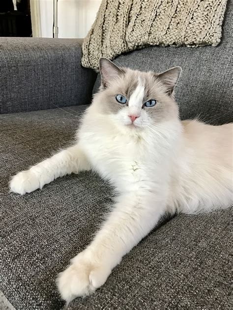 Most popular house cat breeds: 10 Of The Biggest House Cat Breeds In The World | My ...