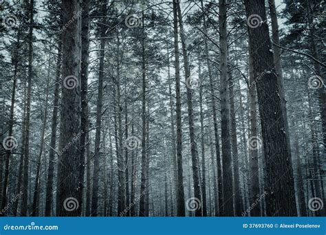 Frozen Winter Pine Forest Stock Photo Image Of Snowy 37693760