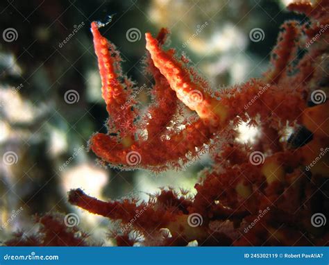 Close Up Of Sea Fan Gorgonian Coral Alcyonacea Stock Image Image
