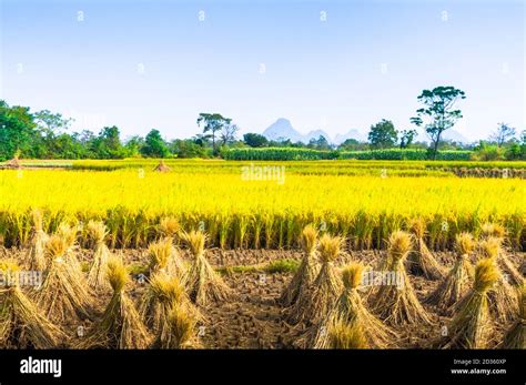 Rice Plant And Field Scenery In Autumn Stock Photo Alamy