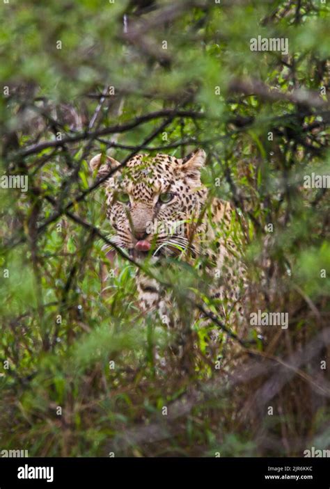 Young Leopard Panthera Pardus Hiding Behind Some Bushes Stock Photo
