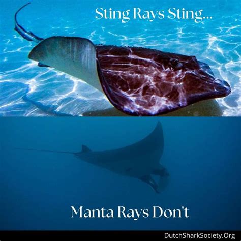 What Is The Difference Between Manta Ray Vs Stingray