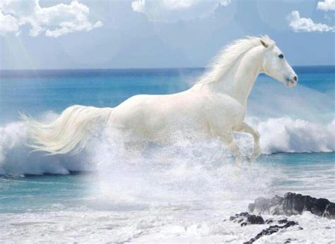 Galloping Through The Waves Horses White Horses Pretty Horses