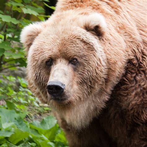 Kodiak Bear Ursus Arctos Middendorffi Kodiakbeer Flickr