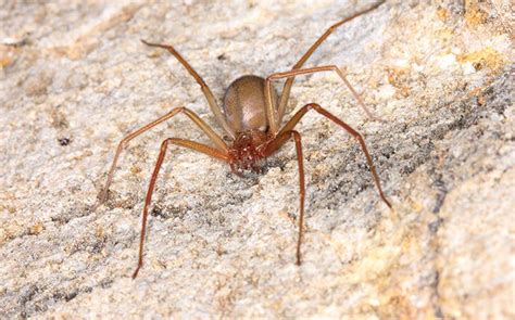 Brown Recluse Spiders In San Antonio Could Be A Big Problem Enviroguard