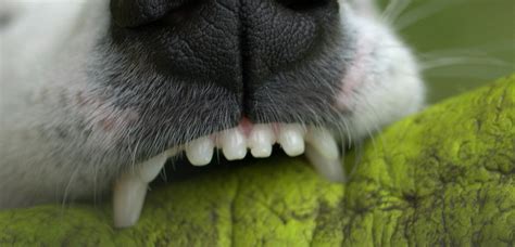 As wrestling a dog to brush their teeth, especially a small breed, could result in injury, most owners are deterred from brushing their dog's teeth. Dog Teeth Tartar and Plaque Removal Dental Care 101