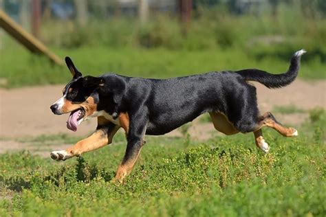 Entlebucher Mountain Dog Dog Breed Information In 2020 Entlebucher
