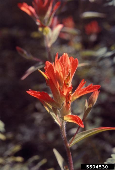 Wyoming Indian Paintbrush Castilleja Linariifolia