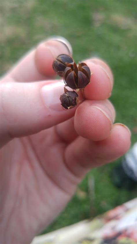 Types of seed pods these are? : whatsthisplant