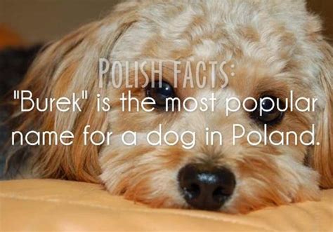 25 facts about poland that you didn t know