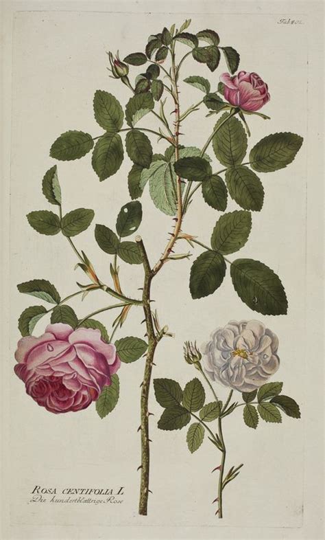 Provence Rose Icones Plantarum Medicinalium In Eight Volumes Vienna