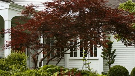 Ornamental Trees For Planting Close To Houses Japanese Maple Tree