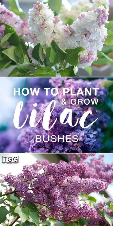 Planting Lilac Bushes And How To Grow Them The Garden