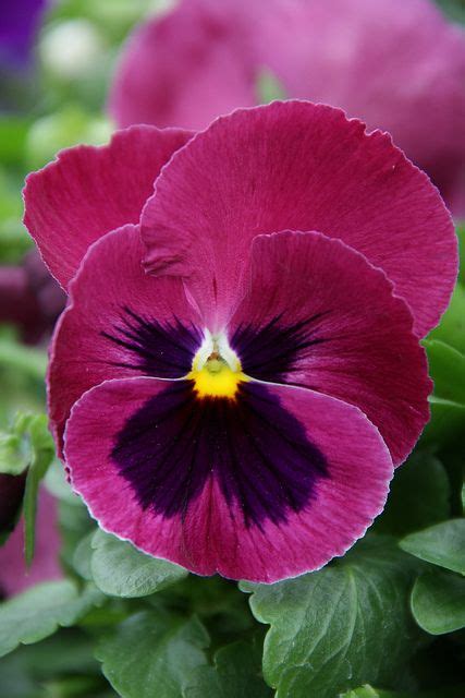 Another Beautiful Pansy Flickr Photo Sharing Pansies Flowers
