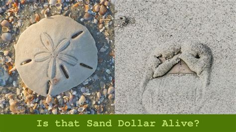 Sand Dollar Anatomy