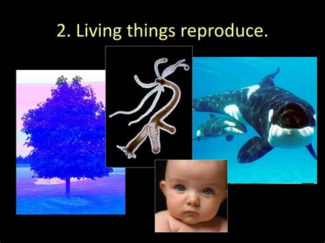 Ppt Chapter 1 Introducing Biology Review Powerpoint Presentation