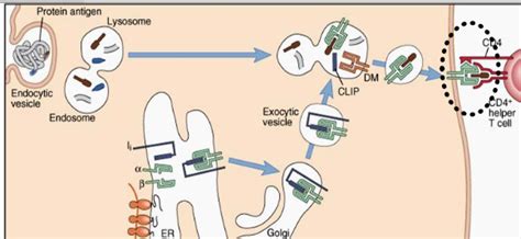 Endocytic Pathway Week 6 Diagram Quizlet