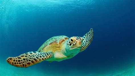 Illegal Sea Turtle Harvesting Is Strictly Prohibited Government Of The Virgin Islands