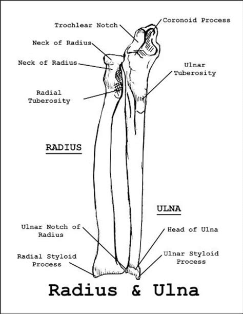 Labeled Human Forearm Radius And Ulna Bone Anatomy Wall Art Jpeg
