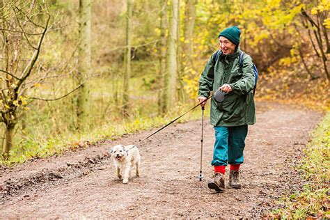 1100 Old Man Walking Dog Stock Photos Pictures And Royalty Free Images