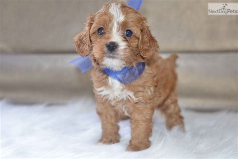They are extremely active, and can become frustrated and destructive if not we would like to tell you a little bit about our club. Cavapoo puppy for sale near Cleveland, Ohio. | 8d7b1709-aba1