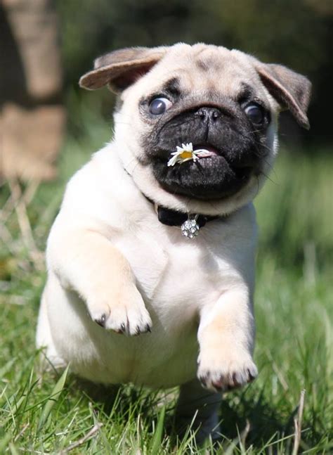 Cute Pug Puppy Cute Pug Puppies Pug Puppy Cute Pugs Dogs And Puppies