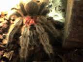 In captivity, females live up to 20 years; Chilean Rose Tarantula Care Sheet - Grammostola rosea ...