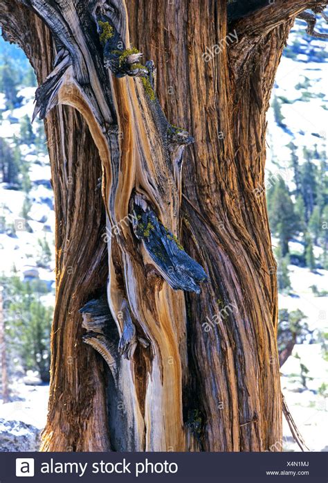Bristlecone Pine Wood Grain High Resolution Stock Photography And