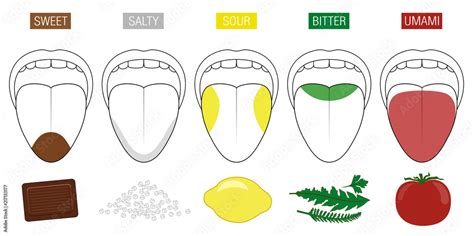 Tongue Taste Areas Illustration With Five Sections Of Gustation