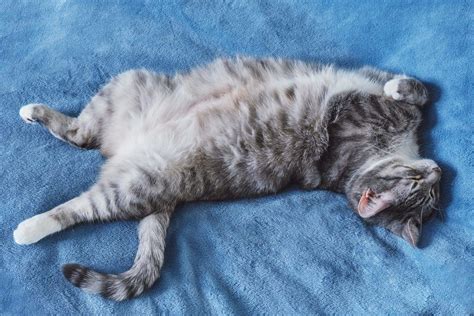 Cat Sleeping Position Meanings What Does Belly Up Or Curled Up Mean