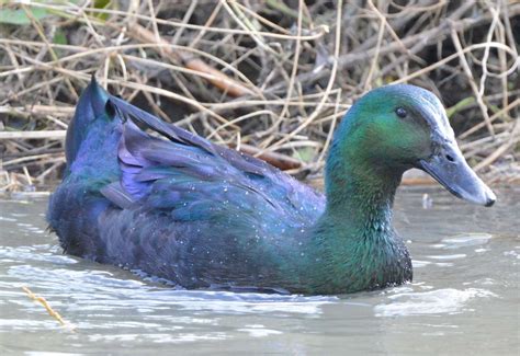 Amazing Green Cayuga Duck Spotted In Canterbury On River Stour