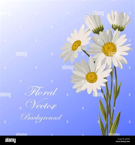 Beautiful White Daisies Stock Vector Image Art Alamy