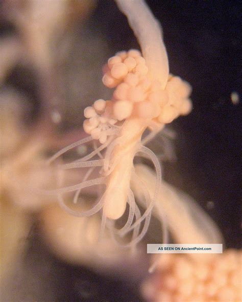 Early Marine Deep Cell Fluid Microscope Slide Clava Squamata