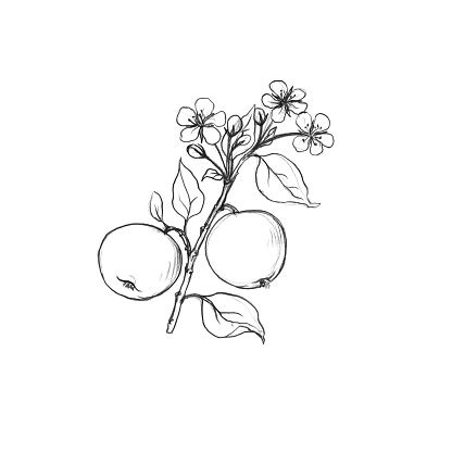 Start with a circle, then draw the stem or trunk. Fruit Tree Branch With Flowers Leaves And Apples Stock ...