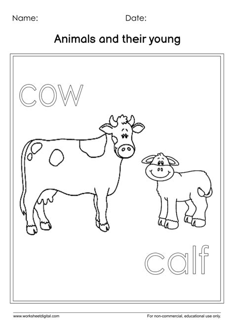 Cow And Calf Worksheet Digital