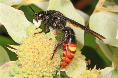 17 Examples Of Wasps That Dig And Nest In The Ground