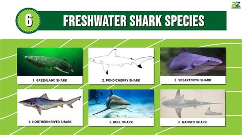 Discover 6 Freshwater Shark Species A Z Animals