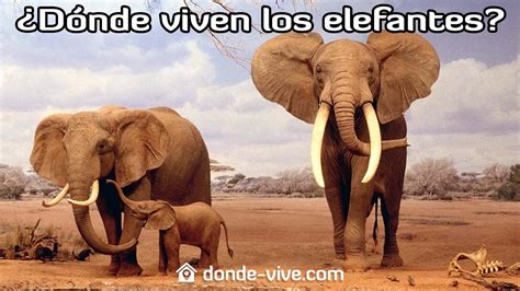 Observation Peu Vision Donde Viven Los Elefantes Toujours Formidable Ombre