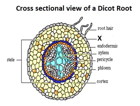 Draw A Cross Sectional View Of A Dicot Root And Label Itsany Six Parts