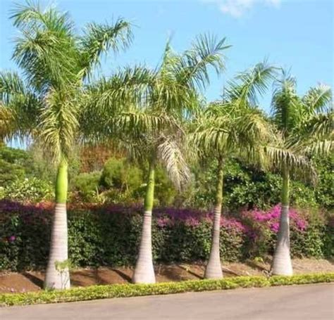 Roystonea Regia 10 Seeds Royal Palm Tree Amazonca Patio Lawn