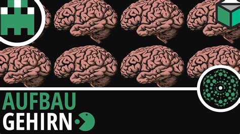 Gehirn Aufbau Einfach Erklärt│biologie Lernvideo Learning Level Up