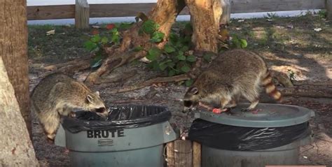 1000 x 750 jpeg 208 кб. Is a raccoon that is active during the daytime rabid?