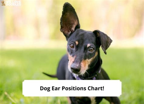 Dog Ear Positions Chart Understanding Your Dogs Ears 2023 We