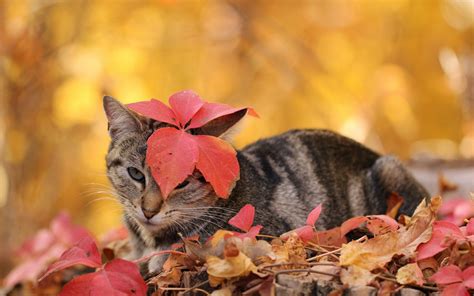 Autumn Leaves And Cat Animals Wallpapers Autumn