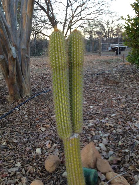 Trichocereus spachianus (golden torch) buy seeds. Hendersons' Habitat: Succulent carnage, part 1 of 3 - the ...