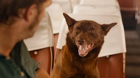 Trailer Du Film Red Dog Red Dog Bande Annonce Vf Allociné