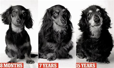 Some changes in your pet's behaviour, such as slowing down, sleeping more and being a bit less mobile are often considered to be normal due to age but often indicate underlying pain or discomfort 13 cat years = 68 human years. Dog Years features images of dogs from tiny puppies to ...