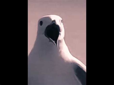 Seagull Screaming Bass Boosted Youtube
