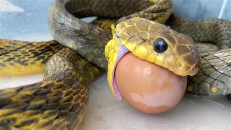 Snake Eats Whole Egg In One Go Youtube