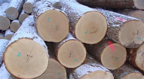 Oak Log Oak Wood Log Latest Price Manufacturers And Suppliers